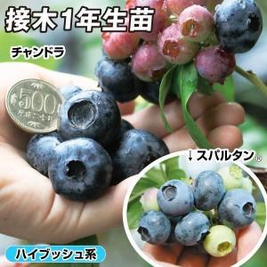ブルーベリー 苗 【チャンドラー （ノーザンハイブッシュ系）】 3年生