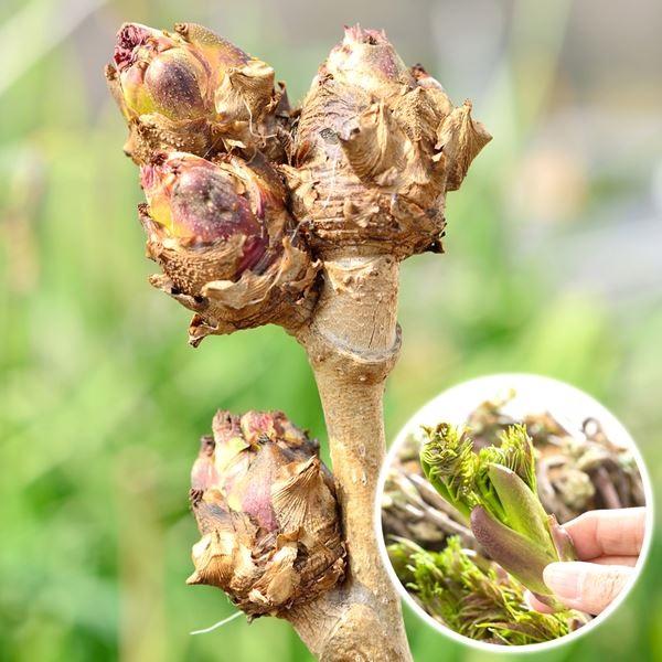 有用植物苗 タラの木 天然女ダラの木 1株 / タラの芽 タラノキ 家庭菜園 自家栽培