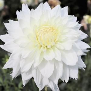 ダリア 球根 ホーリードレス (大輪) 1球 ダリアの球根 ダリアの花 春植え球根