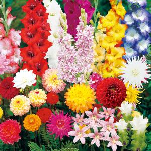 春植え球根ガーデンセット 7種48球 球根 春植え球根 植物