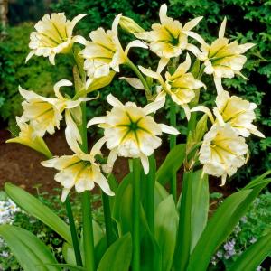 ヒメノカリス 球根 サルファークイーン 3球 イスメネ ヒメノカリスの球根 春植え球根