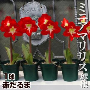 ミニアマリリス 球根 赤だるま 1球 アマリリスの球根 春植え球根
