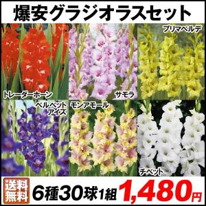 春植え球根 爆安グラジオラスセット 6種30球(各5球)