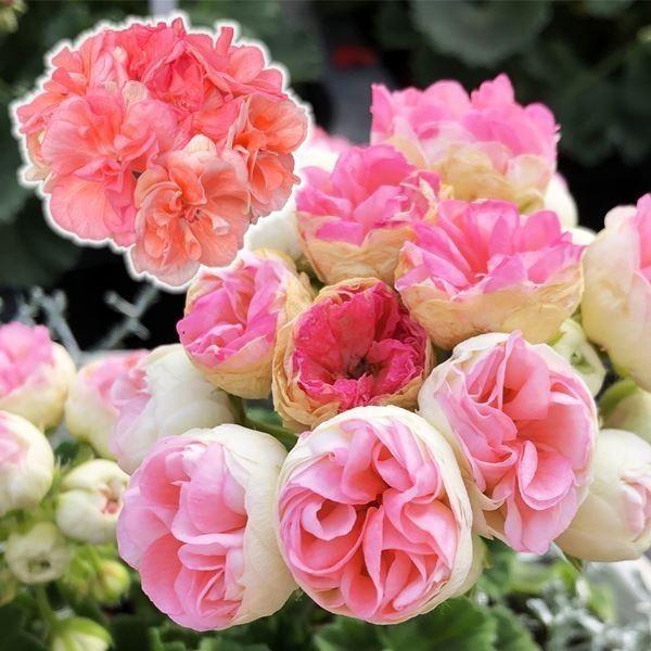 花苗 ゼラニウム ロザリア（品種登録出願中） 1株