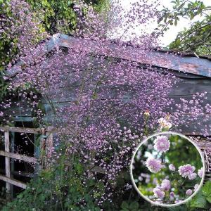 花苗 オリエンタルポピー ボレロ 2株 / 花の苗 切り花向き オニゲシ 鬼