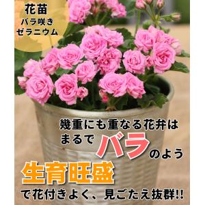 国華園 花苗 ゼラニウム ディープミルフィール...の詳細画像1