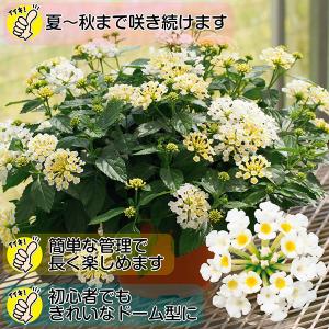 国華園 花苗 スーパーランタナ ムーンホワイト...の詳細画像1