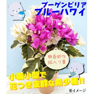 国華園 花苗 ブーゲンビリア ブルーハワイ 2ポットの詳細画像1