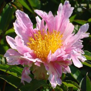 匿名鉢芍薬ピオニー　麒麟丸　グリーンハロー　ピンクスプライザー　コーラルチャーム 芍薬（シャクヤク／ピオニー） ピンクハワイアンコーラルの苗 : 植物
