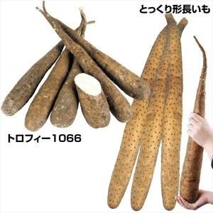 種芋 山いも 人気の長いもセット 2種15個 / 山芋 やまいも ヤマイモ ナガイモ ながいも 長芋 長イモ とっくり形長いも トロフィー1066