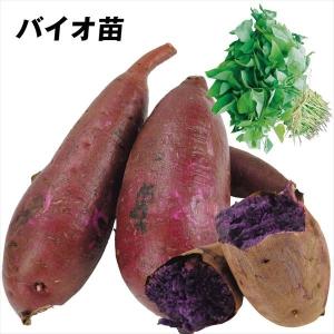 バイオ(ウイルスフリー)苗 紅はるか PVP登録品種 べにはるか