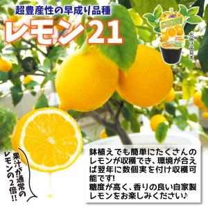 国華園 有用植物苗 レモン 【レモン21】 2...の詳細画像1