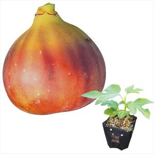 フェイジョア パイナップルジェム 1株 果樹苗 国華園 : 花と緑 国華園