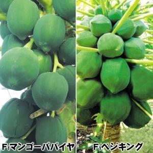 パパイヤ苗 育てやすいパパイヤセット 2種2株 果樹苗｜kokkaen