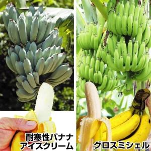 バナナ苗 超人気バナナセット 2種2株 果樹苗 トロピカル｜花と緑 国華園