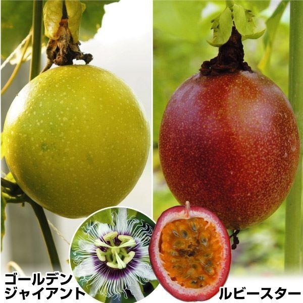 パッションフルーツ苗 豊産パッションフルーツセット 2種2株 果樹苗
