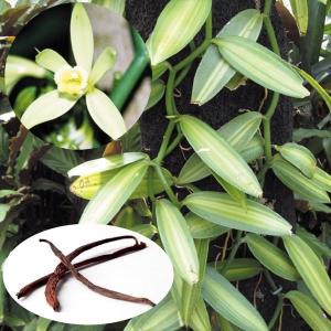❾ホワイトサポテ 花芽付ルーク接木　耐寒性 ➈ホワイトサポテ 花芽付ルーク接木 耐寒性 花芽付ルーク接木 耐寒性