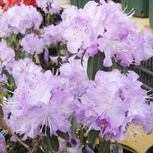 ツツジ 苗 苗木 さざなみ 2株 / 躑躅 ツツジの苗木 ツツジの木 庭木 植木 花木苗｜花と緑 国華園