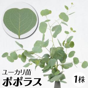ジャボチカバ 四季成り大玉 1株 トロピカルフルーツ 果樹苗 国華園