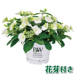 花芽付きアジサイ 苗 ラグランジア（R) ブライダルシャワーPVP 1株 PW 紫陽花苗 花木苗 国華園