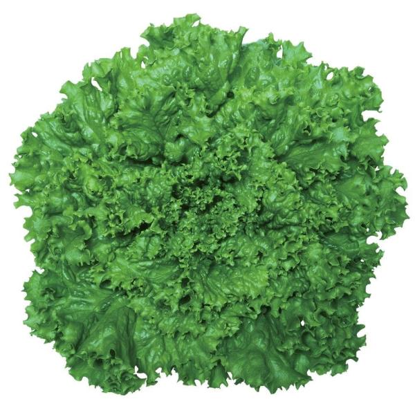 種 野菜たね レタス グリーンリーフ 1袋（2ml） やさいの種 国華園