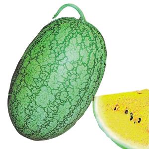 種 野菜たね 小玉スイカ 嘉宝西瓜 1袋（1ml） 西瓜 やさいの種 国華園