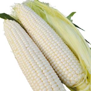 種 野菜たね トウモロコシ F1プラチナコーンX 1袋（30ml） ホワイトコーン 白 やさいの種 国華園