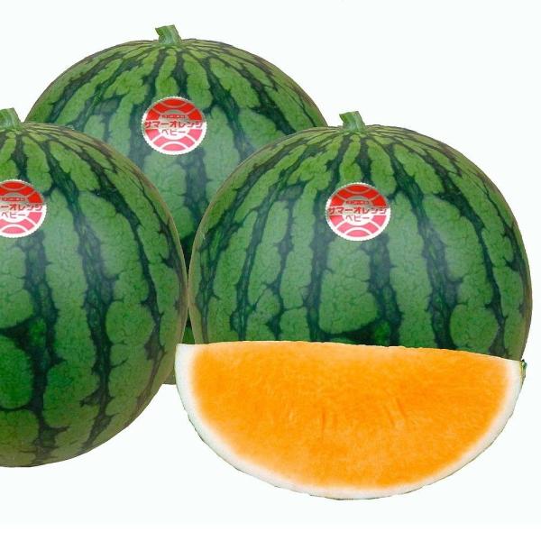 種 野菜たね スイカ F1サマーオレンジベビー 1袋（7粒） 西瓜 黄肉 やさいの種 国華園