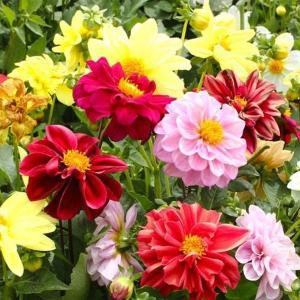 種 花たね ダリア オペラ矮性混合 1袋(200mg)の商品画像