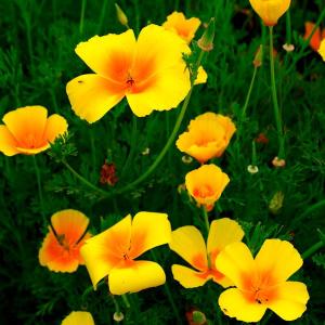 種 花たね カリフォルニアポピー イエロー 1袋(200mg)｜花と緑 国華園