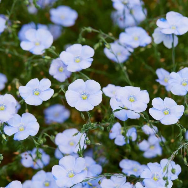 種 花たね 宿根アマ 青花 1袋(600mg)