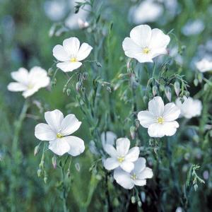 種 花たね 宿根アマ 白花 1袋(300mg)