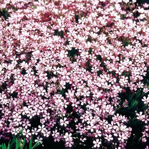 ジプソフィラ 花たね レペンス ローズ 1袋(100mg) / 種