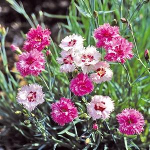 種 花たね ダイアンサス タツタナデシコ 1袋(150mg)