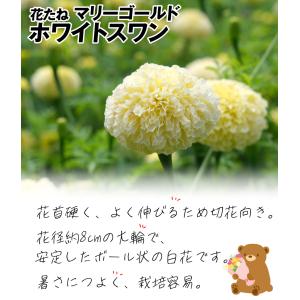 種 花たね マリーゴールド F1 ホワイトスワ...の詳細画像1