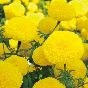 種 花たね アフリカンマリーゴールド マムイエロー 1袋(300mg) : 花と