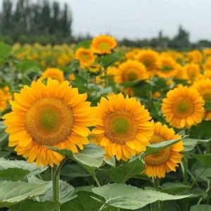 花の種 実咲花5627 ひまわりビンセントクリアオレンジ : STYLE1187