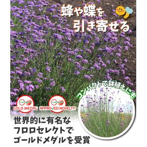 種 花たね バーベナ バニティ 1袋(25粒)の詳細画像1