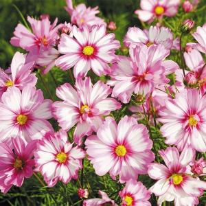 種 花たね コスモス カプリオラ 1袋(20粒)