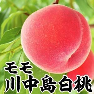 モモ苗 川中島白桃 1株 果樹苗｜kokkaen