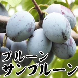 果樹苗 ホワイトサポテ ルーク 1株 : 花と緑 国華園 - 通販 - Yahoo