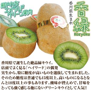 果樹苗 キウイ 香緑(メス木) 1株の詳細画像2
