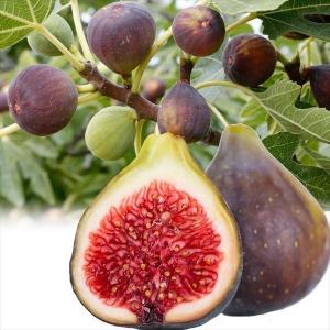 果樹苗 ホワイトサポテ ルーク 1株 : 花と緑 国華園 - 通販 - Yahoo