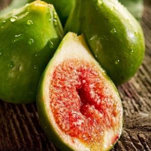 ホワイトサポテ ルーク 1株 トロピカルフルーツ 果樹苗 国華園 : 花と