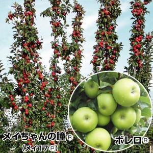 リンゴ苗 紅白バレリーナRツリーセット2種2株 果樹苗｜kokkaen