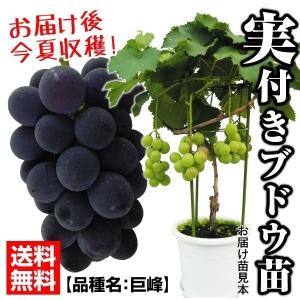 ブドウ苗 巨峰実つき 1株 送料無料 果樹苗｜kokkaen