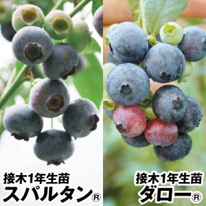 ブルーベリー ハイブッシュ系 デキシー 挿木3年生 1株 果樹苗 国