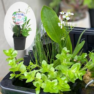 水生植物 メダカの憩い プチビオトープ 1個｜kokkaen