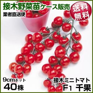 野菜苗ケース販売 トマト 接木F1千果 6月発送 1ケース(40株) 送料無料 /業者直送便 やさいなえ 国華園 こっかえん｜花と緑 国華園