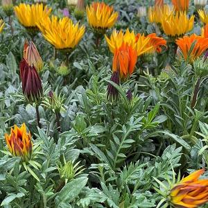 花苗 ヘメロカリス Aセット 4種4株 : 花と緑 国華園 - 通販 - Yahoo